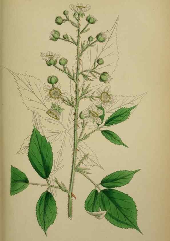 Reproducción/Reproduction 48716946828: English botany, or, Coloured figures of British plants /. London :R. Hardwicke,1863-1886.. 