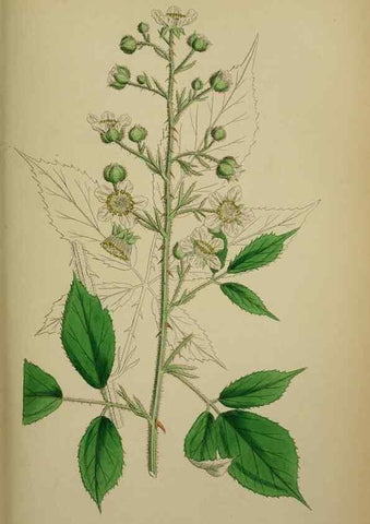 Reproducción/Reproduction 48716946828: English botany, or, Coloured figures of British plants /. London :R. Hardwicke,1863-1886.. 