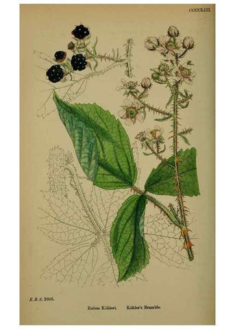 Reproducción/Reproduction 48717284506: English botany, or, Coloured figures of British plants /. London :R. Hardwicke,1863-1886.. 