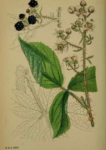 Reproducción/Reproduction 48717284506: English botany, or, Coloured figures of British plants /. London :R. Hardwicke,1863-1886.. 