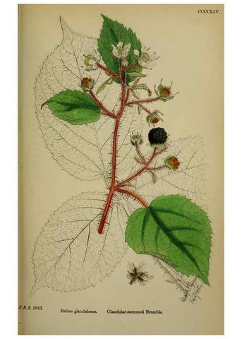 Reproducción/Reproduction 48717454637: English botany, or, Coloured figures of British plants /. London :R. Hardwicke,1863-1886.. 