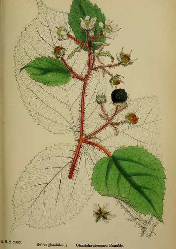 Reproducción/Reproduction 48717454637: English botany, or, Coloured figures of British plants /. London :R. Hardwicke,1863-1886.. 
