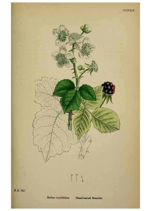 Reproducción/Reproduction 48717285091: English botany, or, Coloured figures of British plants /. London :R. Hardwicke,1863-1886.. 
