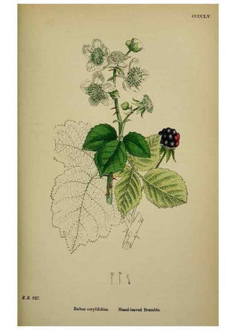 Reproducción/Reproduction 48717285091: English botany, or, Coloured figures of British plants /. London :R. Hardwicke,1863-1886.. 