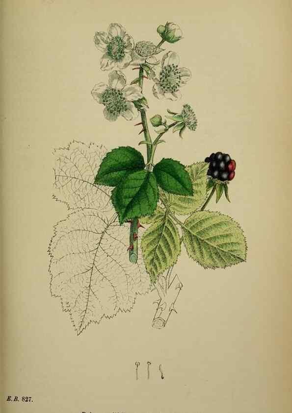 Reproducción/Reproduction 48717285091: English botany, or, Coloured figures of British plants /. London :R. Hardwicke,1863-1886.. 