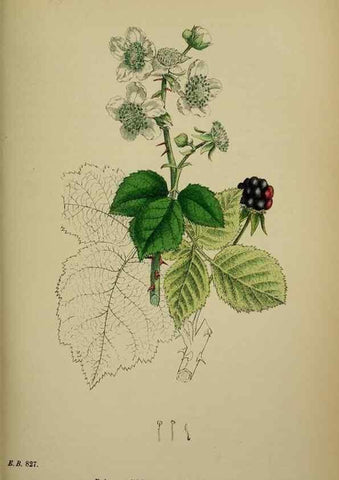 Reproducción/Reproduction 48717285091: English botany, or, Coloured figures of British plants /. London :R. Hardwicke,1863-1886.. 