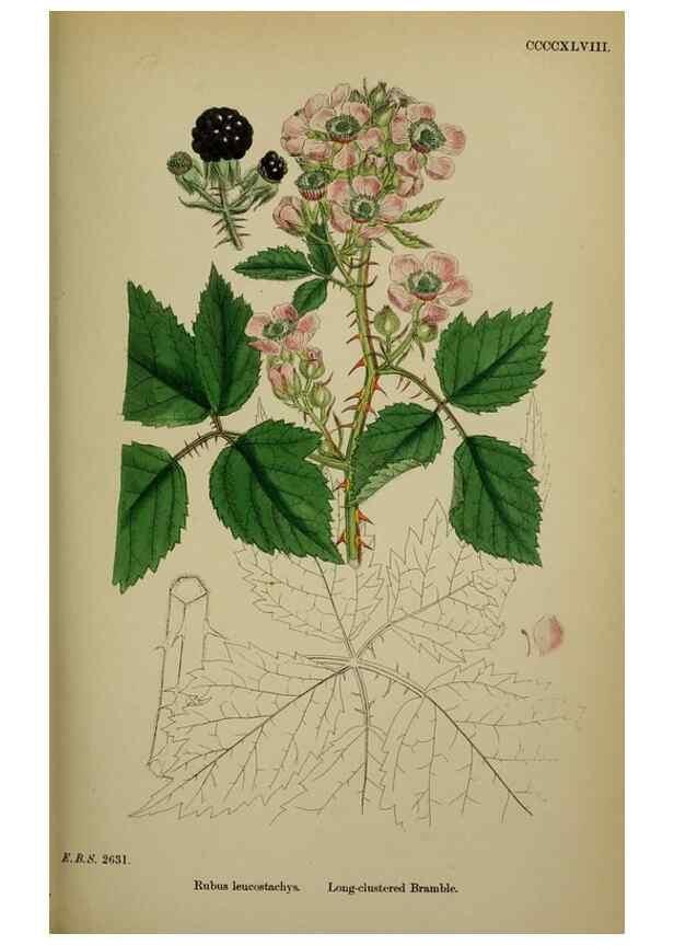 Reproducción/Reproduction 48716945503: English botany, or, Coloured figures of British plants /. London :R. Hardwicke,1863-1886.. 