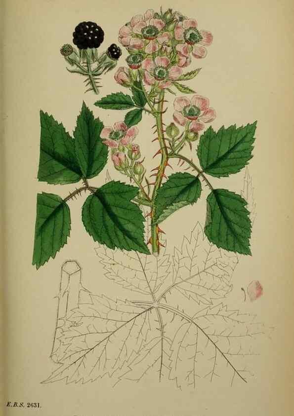 Reproducción/Reproduction 48716945503: English botany, or, Coloured figures of British plants /. London :R. Hardwicke,1863-1886.. 