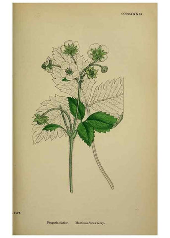 Reproducción/Reproduction 48717279306: English botany, or, Coloured figures of British plants /. London :R. Hardwicke,1863-1886.. 