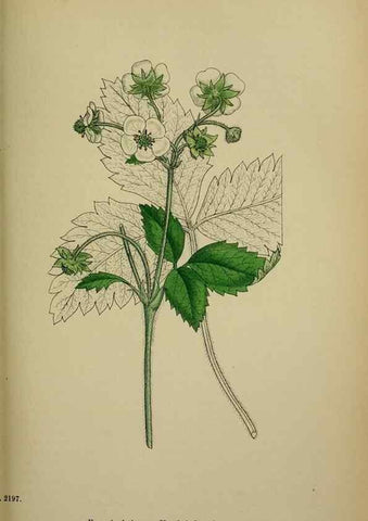 Reproducción/Reproduction 48717279306: English botany, or, Coloured figures of British plants /. London :R. Hardwicke,1863-1886.. 