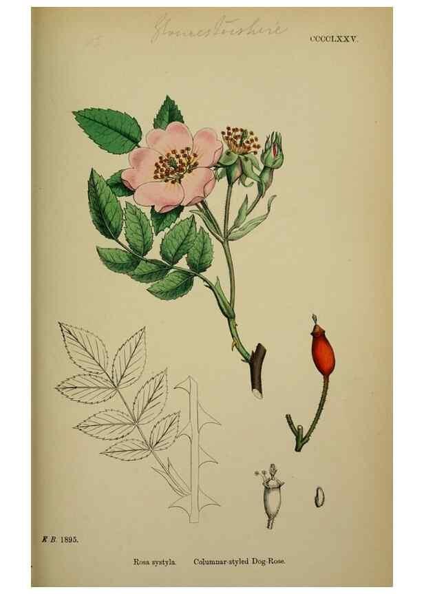 Reproducción/Reproduction 48717292391: English botany, or, Coloured figures of British plants /. London :R. Hardwicke,1863-1886.. 