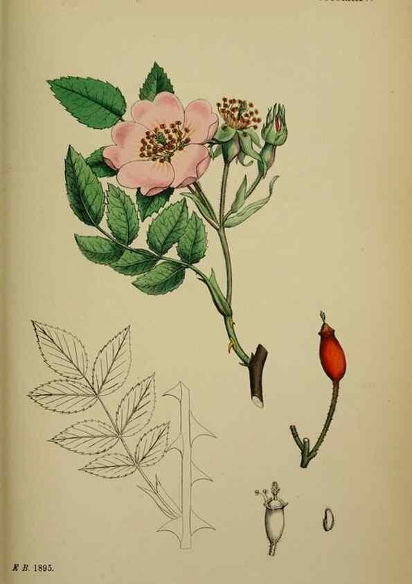 Reproducción/Reproduction 48717292391: English botany, or, Coloured figures of British plants /. London :R. Hardwicke,1863-1886.. 