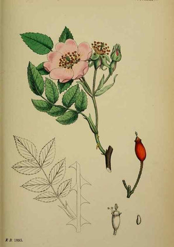 Reproducción/Reproduction 48717292391: English botany, or, Coloured figures of British plants /. London :R. Hardwicke,1863-1886.. 