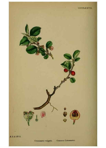 Reproducción/Reproduction 48716955818: English botany, or, Coloured figures of British plants /. London :R. Hardwicke,1863-1886.. 
