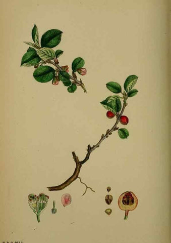 Reproducción/Reproduction 48716955818: English botany, or, Coloured figures of British plants /. London :R. Hardwicke,1863-1886.. 