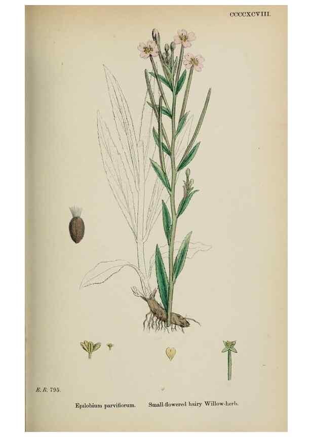 Reproducción/Reproduction 48717379586: English botany, or, Coloured figures of British plants /. London :R. Hardwicke,1863-1886.. 