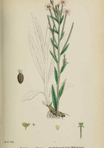Reproducción/Reproduction 48717379586: English botany, or, Coloured figures of British plants /. London :R. Hardwicke,1863-1886.. 