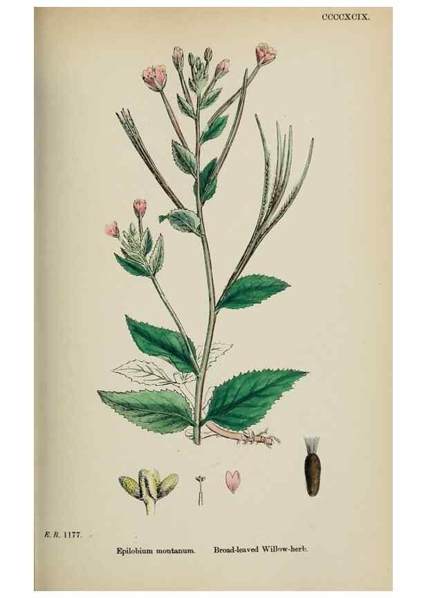 Reproducción/Reproduction 48717550907: English botany, or, Coloured figures of British plants /. London :R. Hardwicke,1863-1886.. 