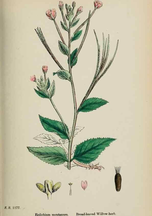 Reproducción/Reproduction 48717550907: English botany, or, Coloured figures of British plants /. London :R. Hardwicke,1863-1886.. 
