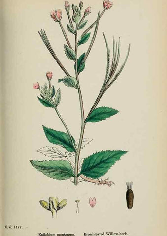 Reproducción/Reproduction 48717550907: English botany, or, Coloured figures of British plants /. London :R. Hardwicke,1863-1886.. 