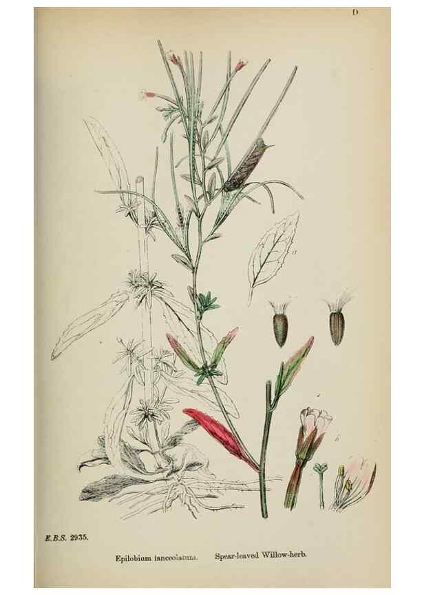 Reproducción/Reproduction 48717380346: English botany, or, Coloured figures of British plants /. London :R. Hardwicke,1863-1886.. 