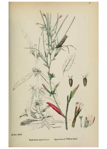 Reproducción/Reproduction 48717380346: English botany, or, Coloured figures of British plants /. London :R. Hardwicke,1863-1886.. 