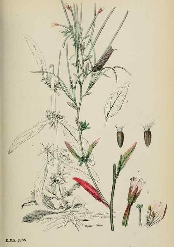 Reproducción/Reproduction 48717380346: English botany, or, Coloured figures of British plants /. London :R. Hardwicke,1863-1886.. 