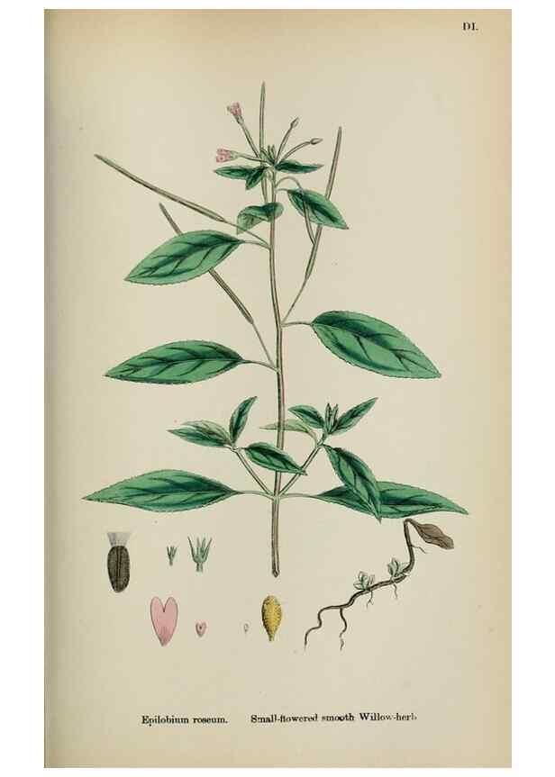 Reproducción/Reproduction 48717044293: English botany, or, Coloured figures of British plants /. London :R. Hardwicke,1863-1886.. 