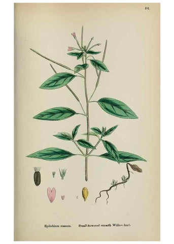 Reproducción/Reproduction 48717044293: English botany, or, Coloured figures of British plants /. London :R. Hardwicke,1863-1886.. 