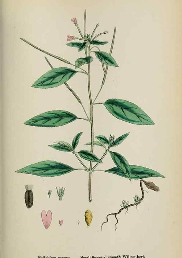 Reproducción/Reproduction 48717044293: English botany, or, Coloured figures of British plants /. London :R. Hardwicke,1863-1886.. 