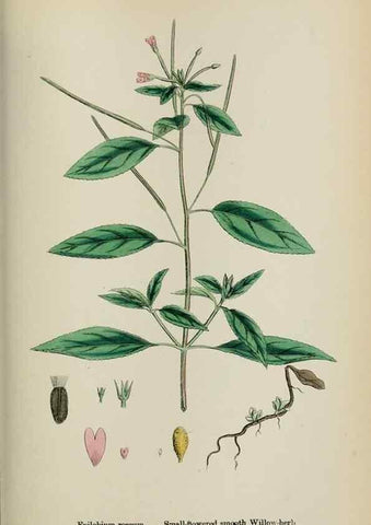 Reproducción/Reproduction 48717044293: English botany, or, Coloured figures of British plants /. London :R. Hardwicke,1863-1886.. 