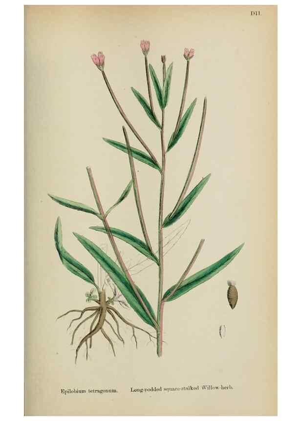 Reproducción/Reproduction 48717044618: English botany, or, Coloured figures of British plants /. London :R. Hardwicke,1863-1886.. 