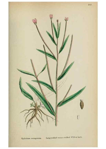 Reproducción/Reproduction 48717044618: English botany, or, Coloured figures of British plants /. London :R. Hardwicke,1863-1886.. 