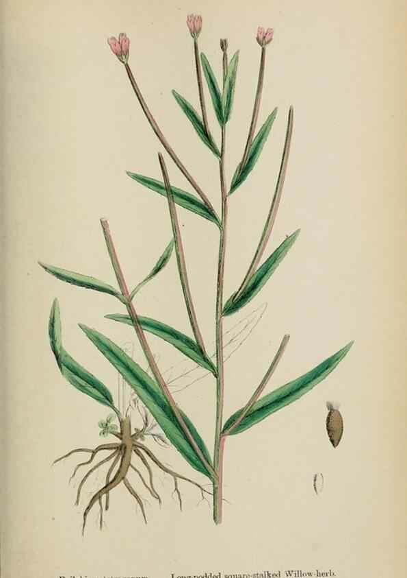 Reproducción/Reproduction 48717044618: English botany, or, Coloured figures of British plants /. London :R. Hardwicke,1863-1886.. 