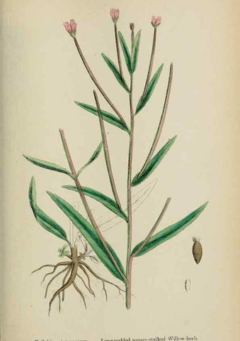 Reproducción/Reproduction 48717044618: English botany, or, Coloured figures of British plants /. London :R. Hardwicke,1863-1886.. 
