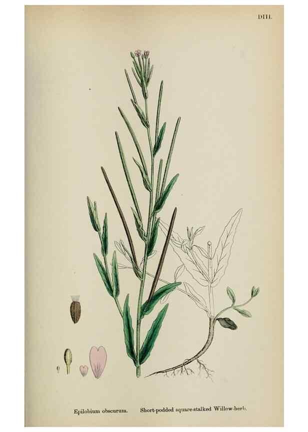 Reproducción/Reproduction 48717552492: English botany, or, Coloured figures of British plants /. London :R. Hardwicke,1863-1886.. 