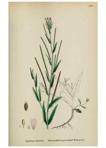 Reproducción/Reproduction 48717552492: English botany, or, Coloured figures of British plants /. London :R. Hardwicke,1863-1886.. 