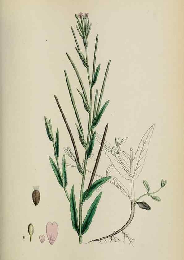 Reproducción/Reproduction 48717552492: English botany, or, Coloured figures of British plants /. London :R. Hardwicke,1863-1886.. 