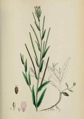 Reproducción/Reproduction 48717552492: English botany, or, Coloured figures of British plants /. London :R. Hardwicke,1863-1886.. 
