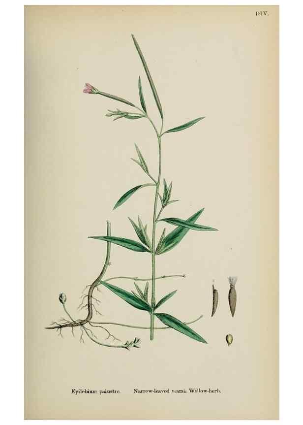 Reproducción/Reproduction 48717045363: English botany, or, Coloured figures of British plants /. London :R. Hardwicke,1863-1886.. 