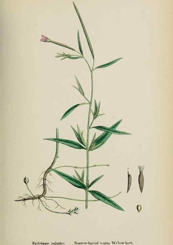 Reproducción/Reproduction 48717045363: English botany, or, Coloured figures of British plants /. London :R. Hardwicke,1863-1886.. 