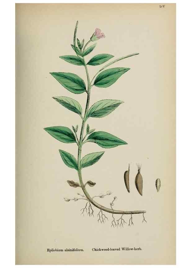 Reproducción/Reproduction 48717382046: English botany, or, Coloured figures of British plants /. London :R. Hardwicke,1863-1886.. 