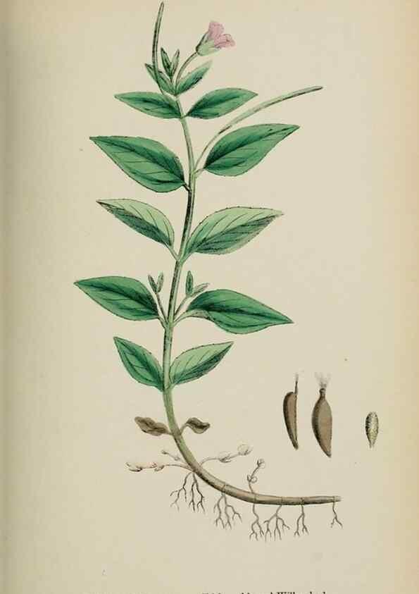 Reproducción/Reproduction 48717382046: English botany, or, Coloured figures of British plants /. London :R. Hardwicke,1863-1886.. 