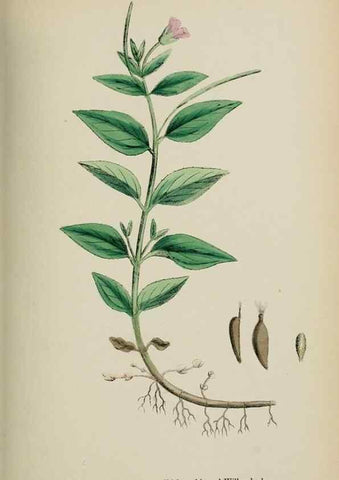 Reproducción/Reproduction 48717382046: English botany, or, Coloured figures of British plants /. London :R. Hardwicke,1863-1886.. 