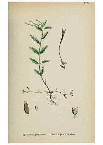 Reproducción/Reproduction 48717553522: English botany, or, Coloured figures of British plants /. London :R. Hardwicke,1863-1886.. 