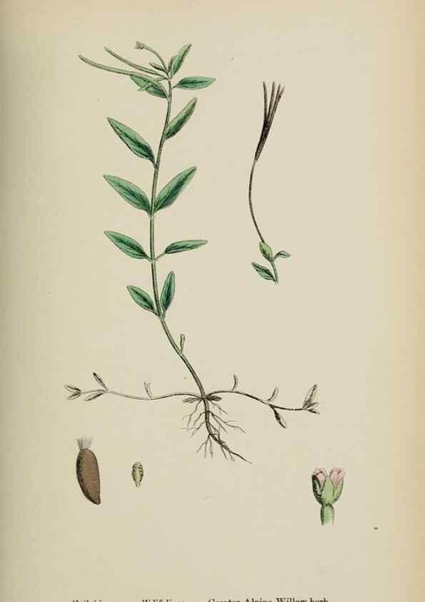 Reproducción/Reproduction 48717553522: English botany, or, Coloured figures of British plants /. London :R. Hardwicke,1863-1886.. 