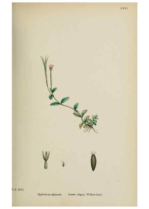 Reproducción/Reproduction 48717553867: English botany, or, Coloured figures of British plants /. London :R. Hardwicke,1863-1886.. 