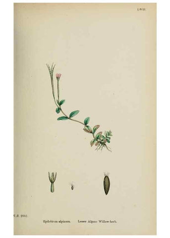 Reproducción/Reproduction 48717553867: English botany, or, Coloured figures of British plants /. London :R. Hardwicke,1863-1886.. 