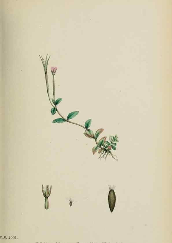 Reproducción/Reproduction 48717553867: English botany, or, Coloured figures of British plants /. London :R. Hardwicke,1863-1886.. 