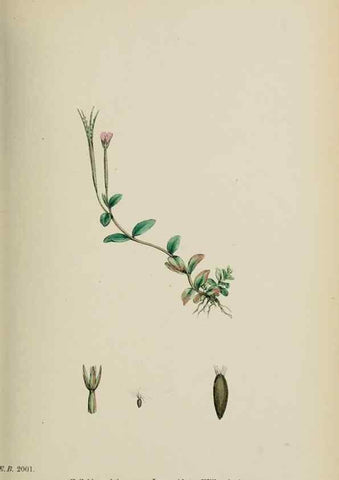 Reproducción/Reproduction 48717553867: English botany, or, Coloured figures of British plants /. London :R. Hardwicke,1863-1886.. 